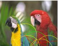 parrots_fixations_conf83_small.jpg